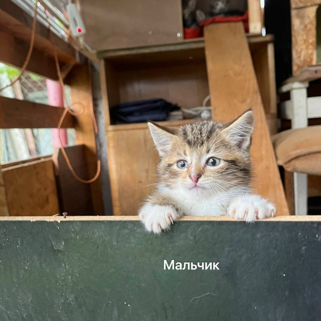 Санкт-Петербург и Ленинградская область
Мы — котята, ?...