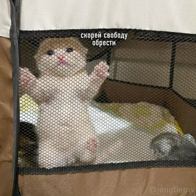 KиШ пo-котейски