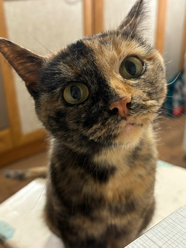 ‼️‼️Поиск дома‼️‼️
Вот такая красотка, умничка, ид...