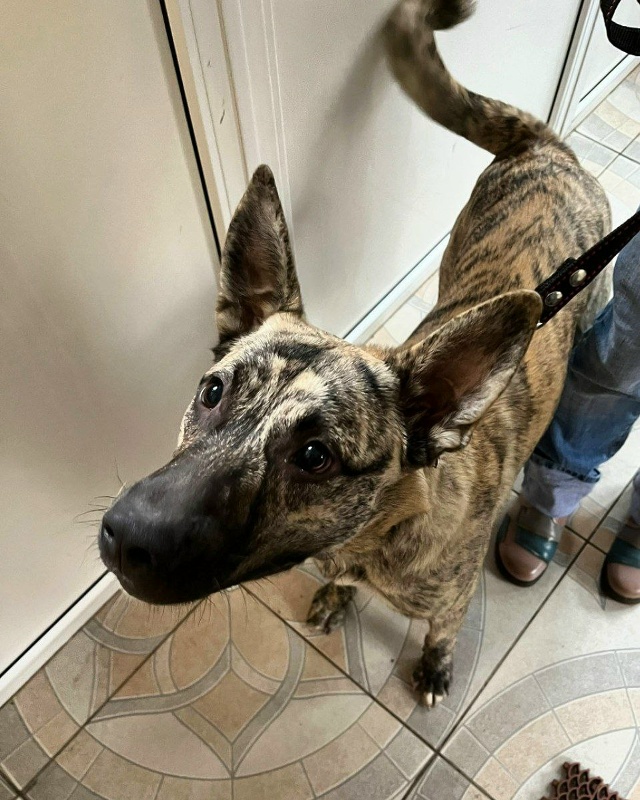 Молодой кобель (1.5 года)
помесь с голландской овчаркой
...