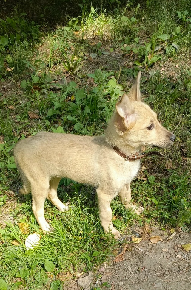 Прекрасный щенок Лея очень ждëт ответственных хозяев....