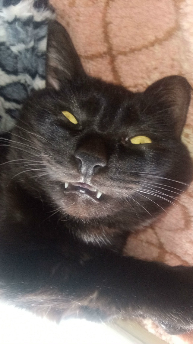 КОТИК ГРИША