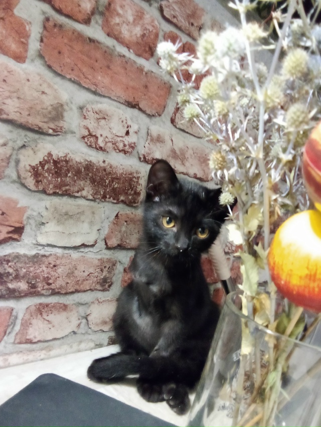 Из гадкого утёнка в чёрного принца 😍 особенный Малеви...