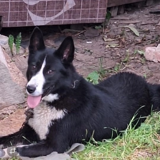 Здравствуйте,
‼️Помогите пожалуйста найти собачку , ...