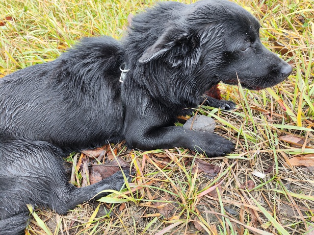 По дороге в мурмаши сбили собаку. С ошейником С дороги ?...