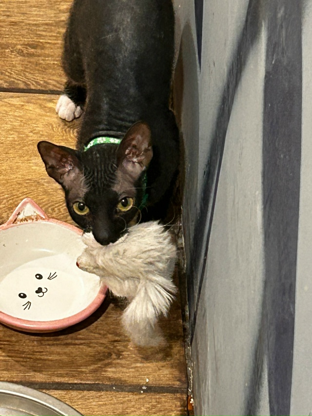 Марла кошка