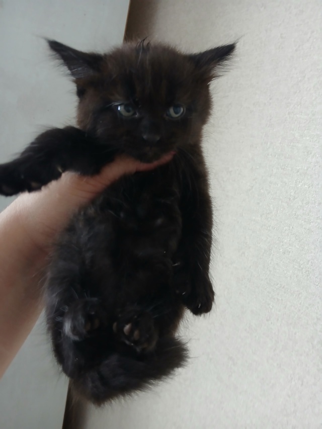Отдам котят!чёрный мальчик,серенькая и трехцветная де?...