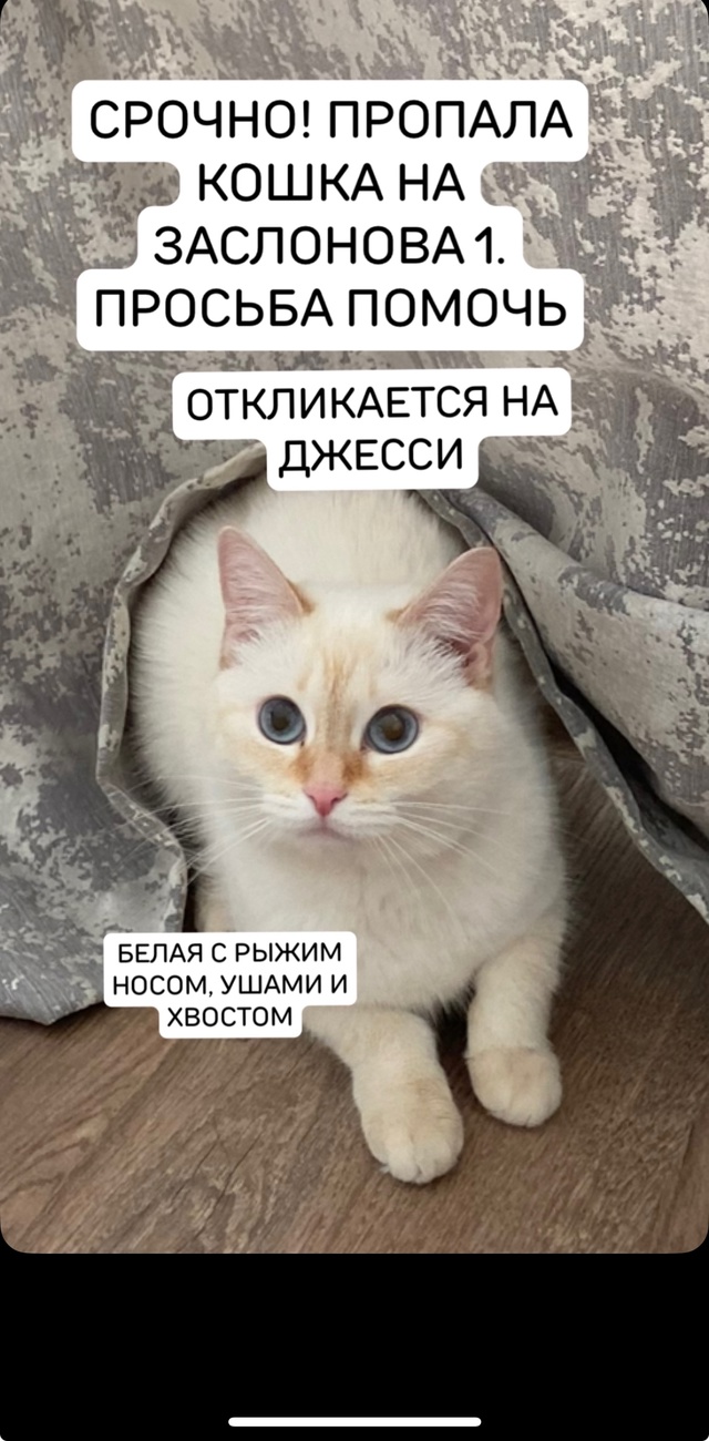 Пропала кошка! Кто видел , прошу позвонить 89109389434