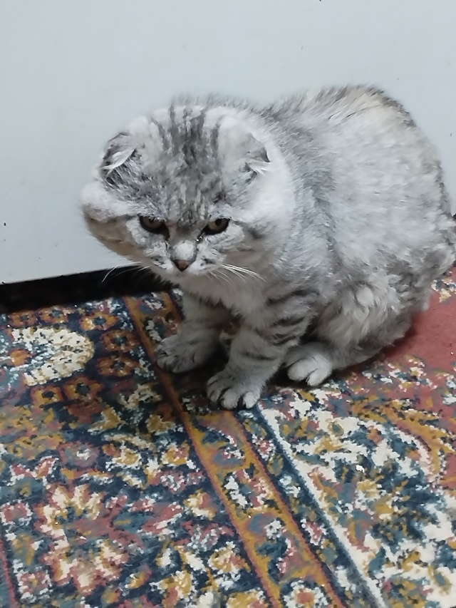 🆘🆘🆘 Помогите найти хозяина уже 5 дней к нам ходит.