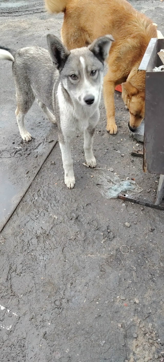 Здравствуйте. Собачку никто не терял? Примерно пару ме?...