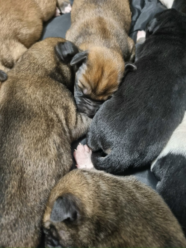 SOS!!!!
ПОМОГИТЕ!!!
Собака дворовая на Арбате , ощенила на у...