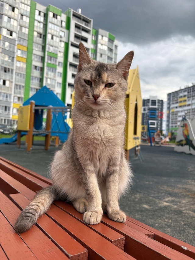 Найдена очаровательная кошечка.
Ищем заботливых хозя?...