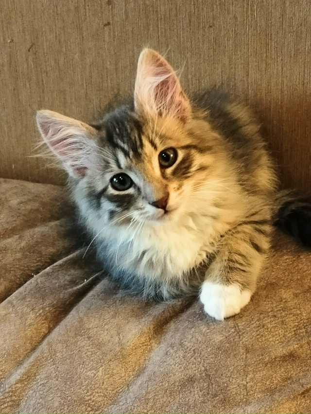 Санкт Петербург и ЛО! Мальчишка Кузя ищет дом и своего ?...