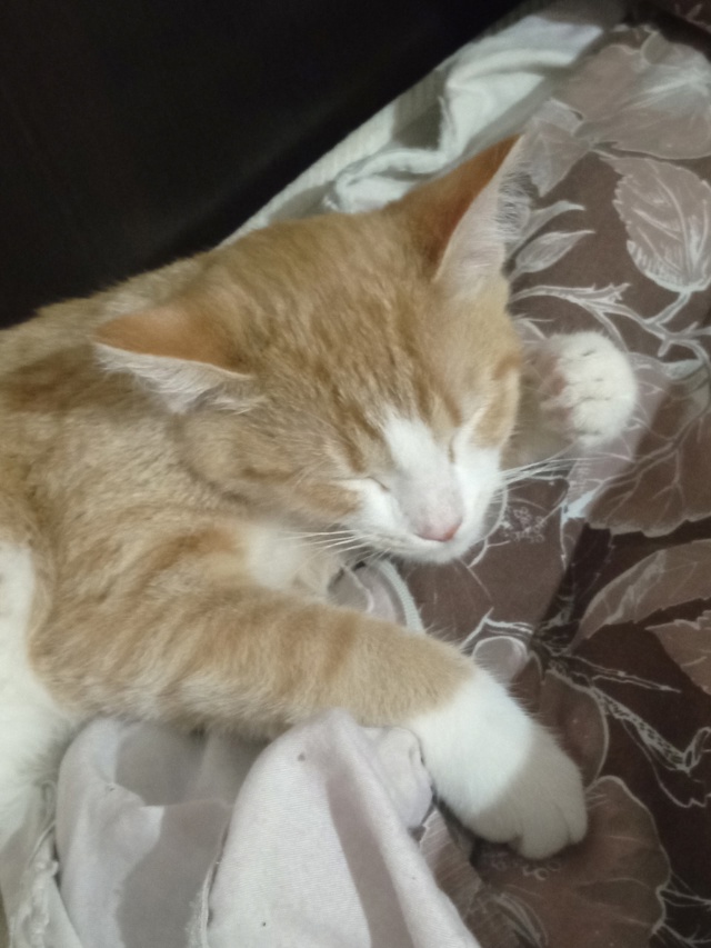 Здравствуйте!
Пропал кот, кличка Мелкий, ему семь мес...