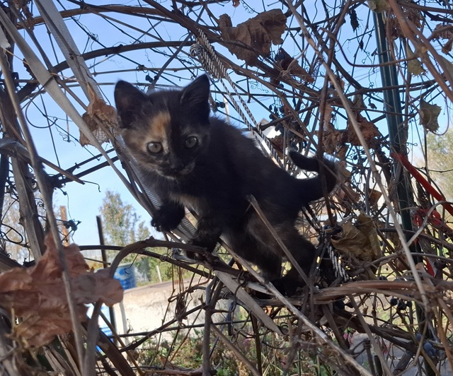 Котята в добрые руки. Кармаскалы
