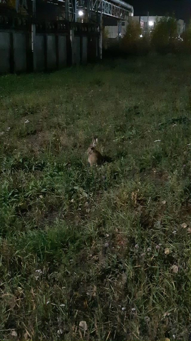 Гуляет, промышленная