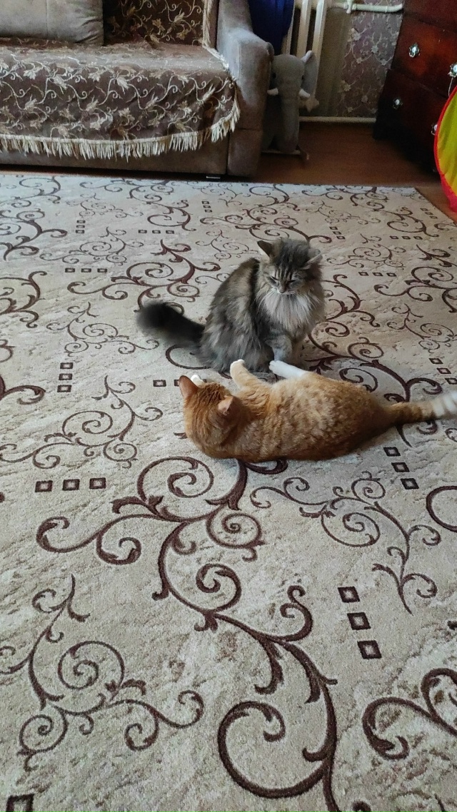 Друзья, прошу помощи, помогите пожалуйста найти кошку ?...