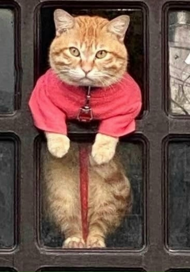 Подсматривающий на районе