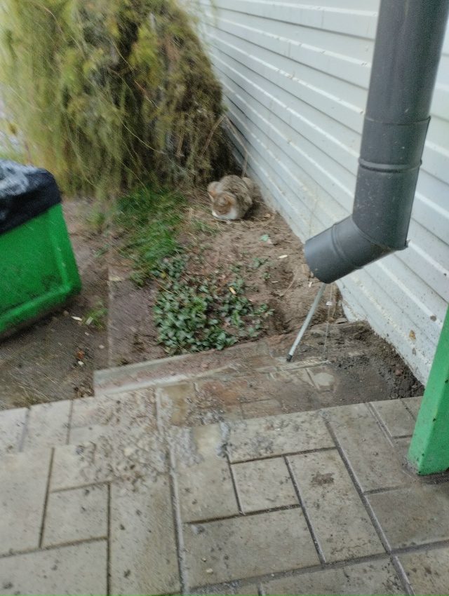 Чьи кошечки сидят у пятёрочки в Кулотино?похожи на дом?...