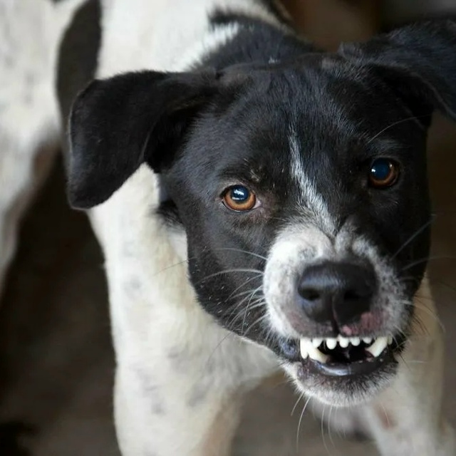 Ветеринары зафиксировали рост числа случаев, когда до?...