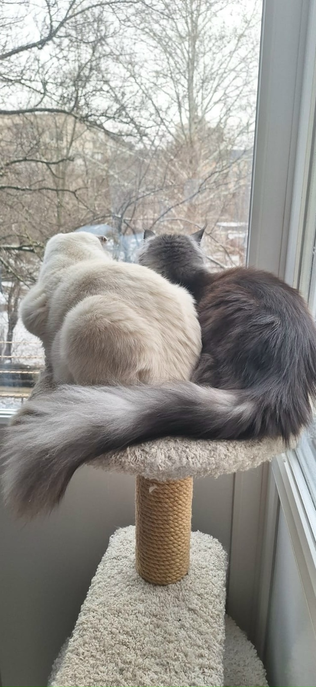 Любимое место для пушистого чилла ?
А где любят чилли?...