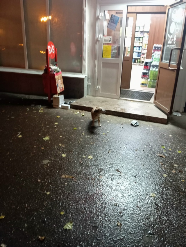 Чья потерялась? Анон