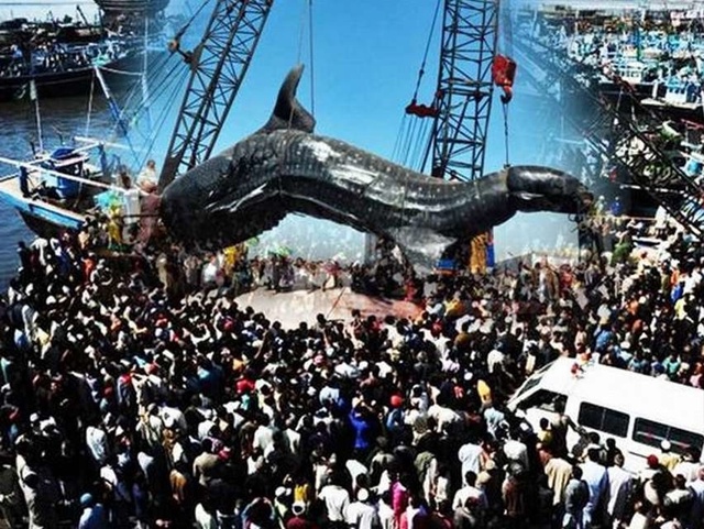 Самая большая китовая акула была поймана пакистанским...