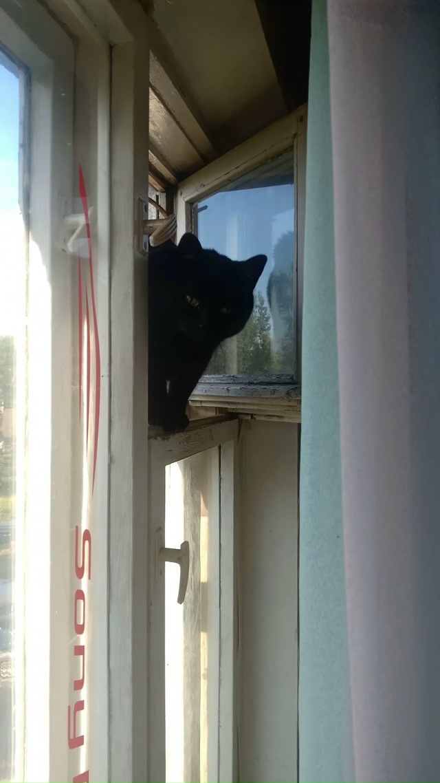 Позавчера из 39 дома по Быкова пропала черная кошка,гла?...