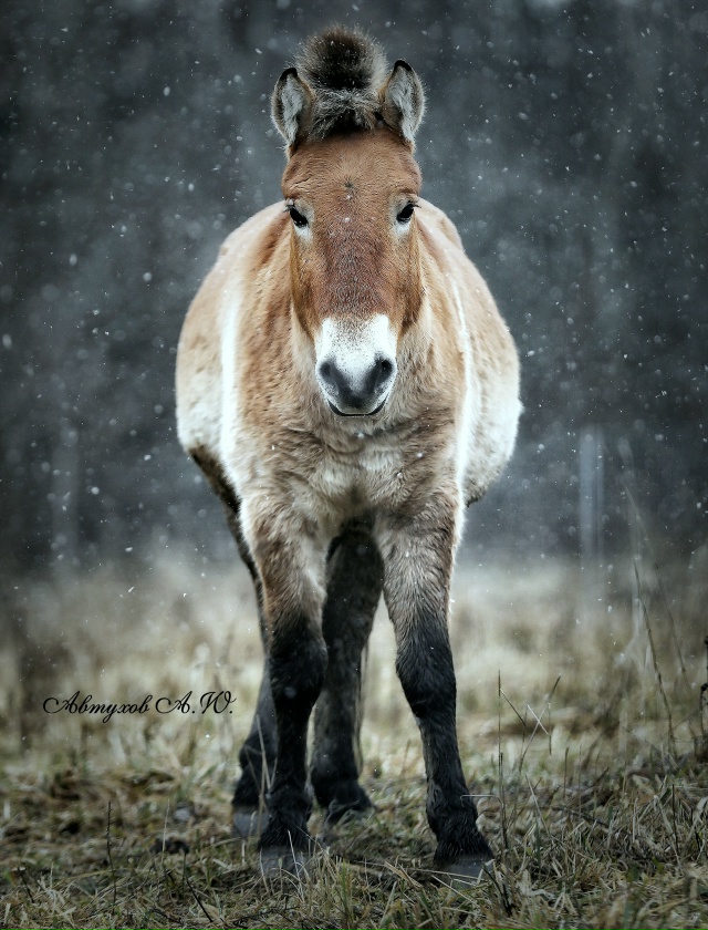 Сегодня заглянул в Подмосковный Сафари‑парк — и, каже...