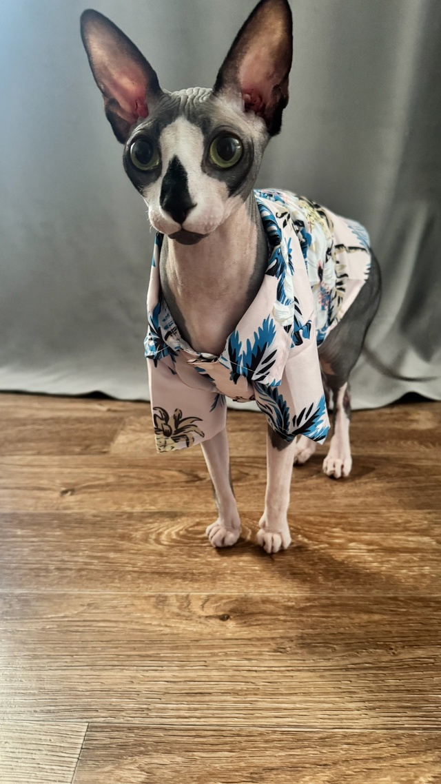 Чендлер, он же кот, он же сыночка сраная , с гардеробом б...