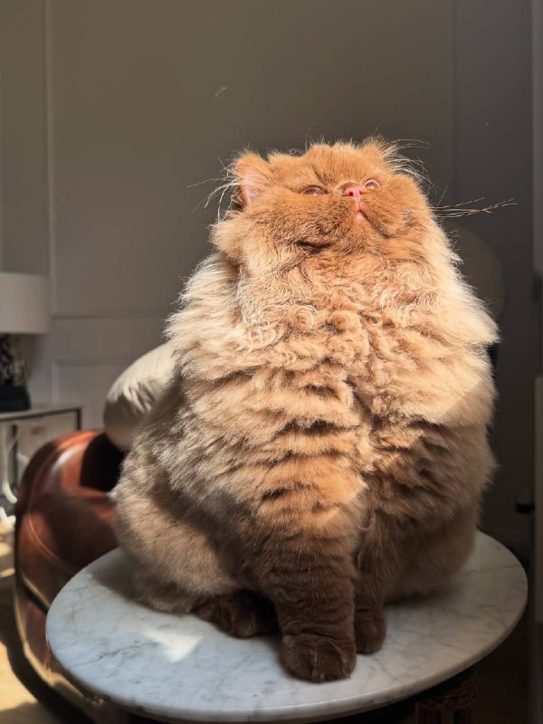 Чоколадни :3