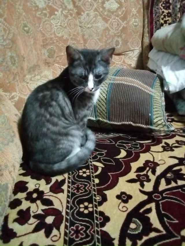 🐈‼️Срочно ищут 🏠 котята‼️🐈
Примите пожалуйста в ?...