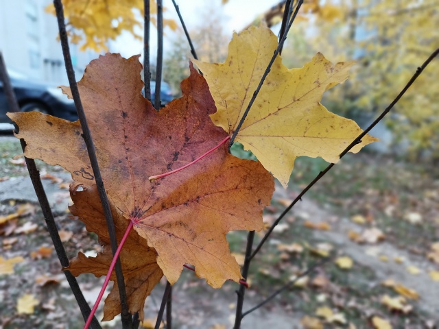 🍂🍁☔ Осенний Ковров