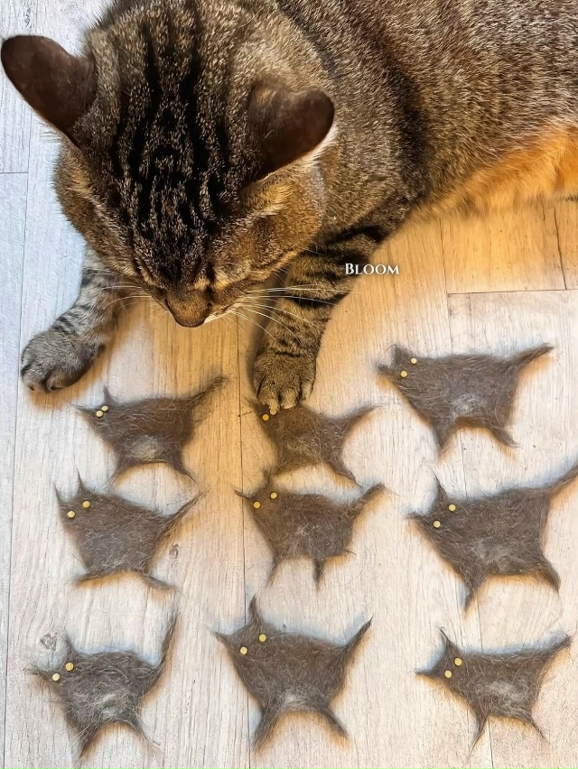 Степан со своими малышами Степанами 😹