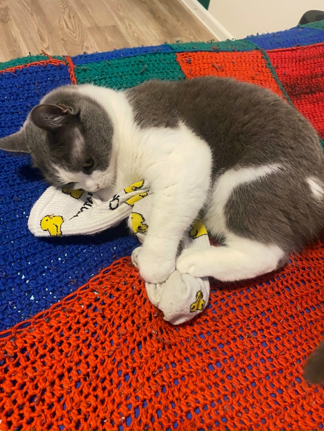 Жмыхнуло.
Любит Мурёна носки мужа.
#мурёнакошечка