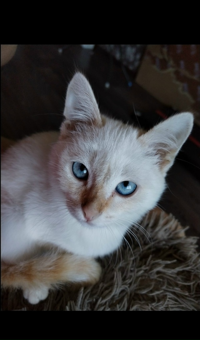 Пост для ваших животных в комменты отдам приму нашли п?...