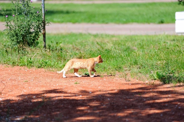 🐿🐈🦆Живность в Парке культуры и отдыха г. Салават
А...