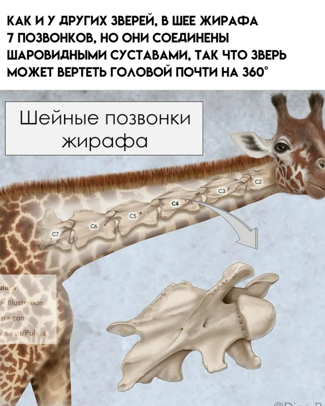 7 любопытных фактов про жирафов.