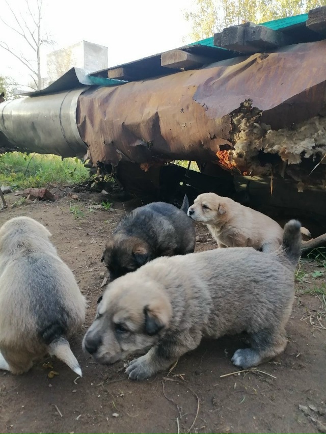 Обращаемся ко всем неравнодушным людям, помогите прис?...
