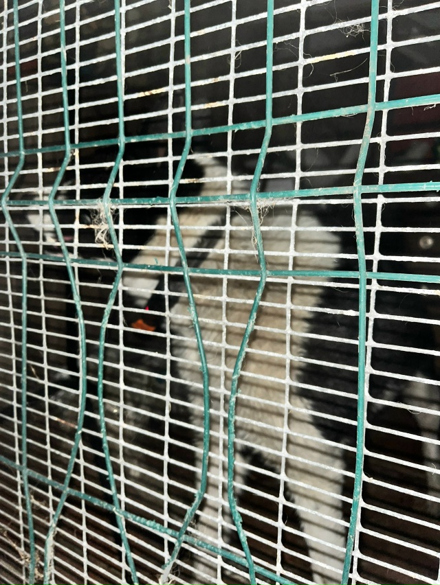 Найдена лайка между Сидозером и Хевроньиным , в 5 утра
...