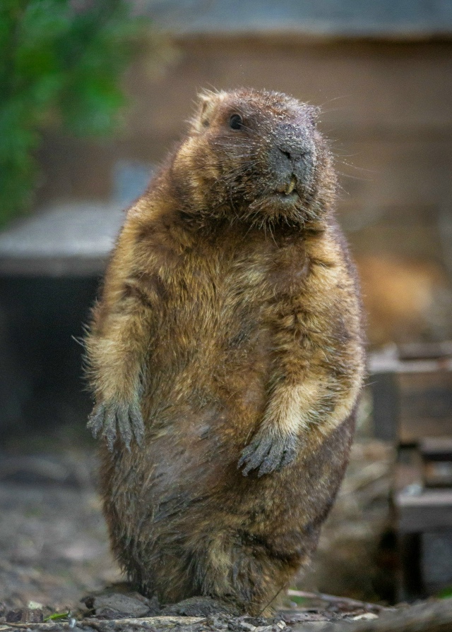 В Екатеринбургском зоопарке животные активно готовят?...