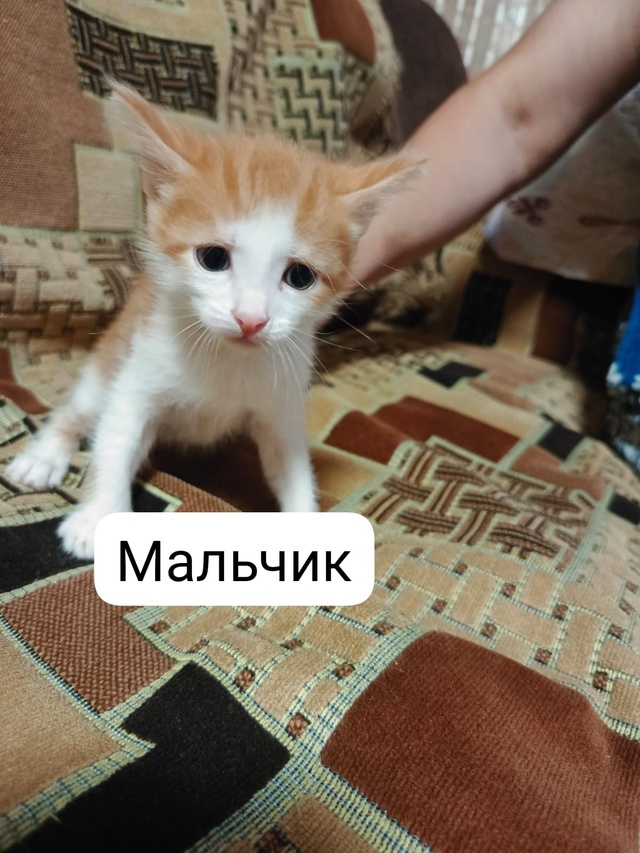 Отдам котят в добрые руки, котятам исполнился месяц ро...