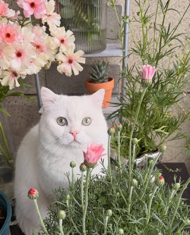 Фотосинтезируем