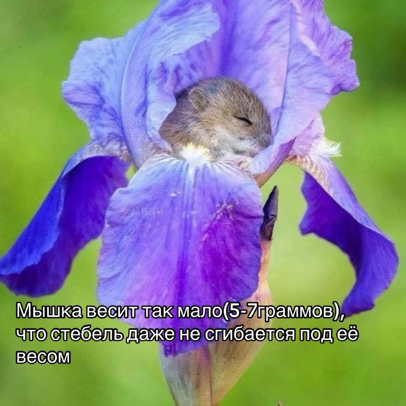 Забудьте на время обо всех плохих новостях — посмотрите интересные факты про жизнь мышки-малютки
