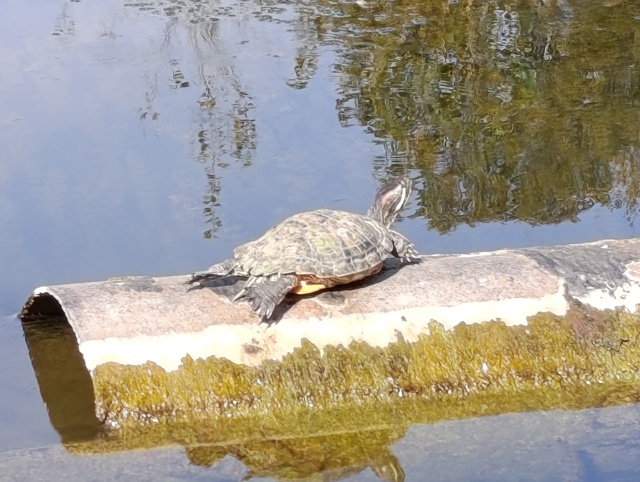 Хорошо летом даже черепашкам 🐢