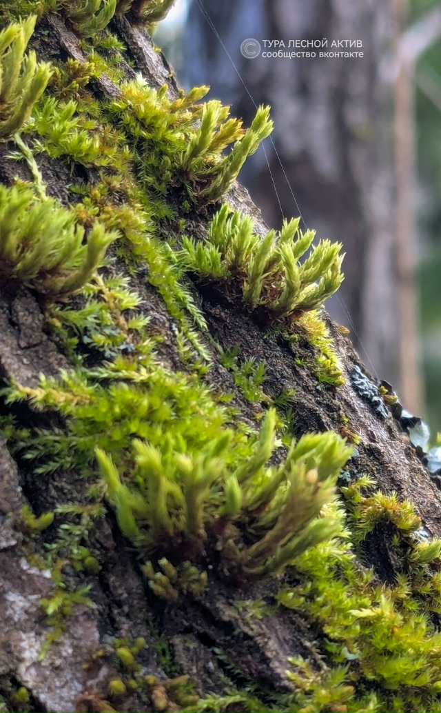 Ноябрь у реки Тура во всей эфемерной красоте.
Окрестно?...