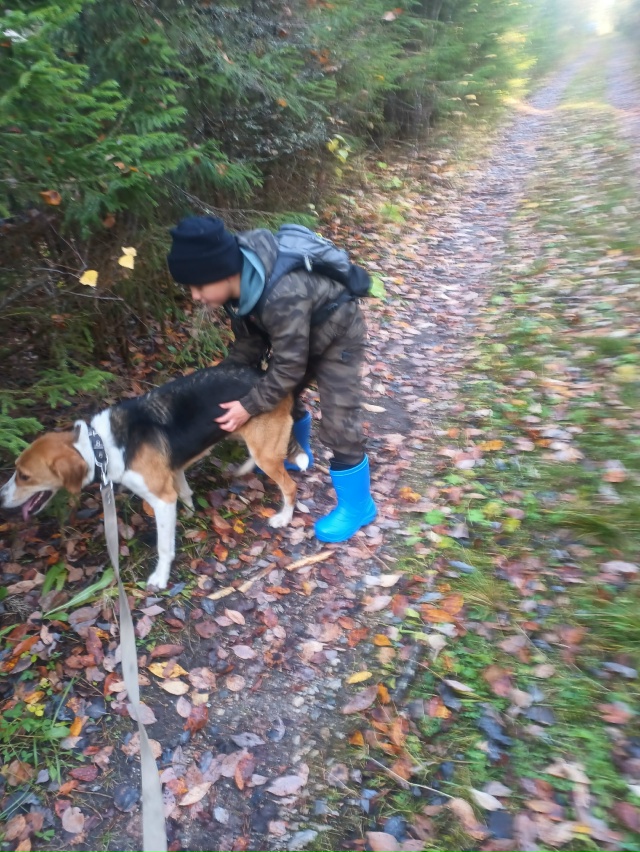 09.11 в районе дер.Зеленая потерялась собака.Гончая, сука...