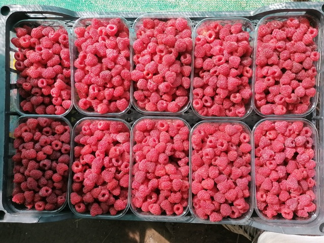 Продам малину собрана сегодня 450р кг т 89002828343