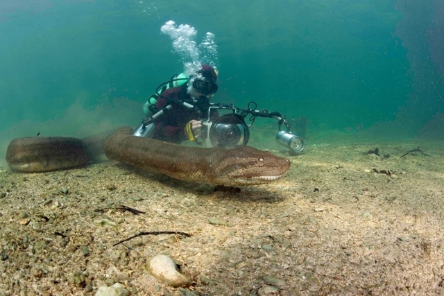 Подводный фотограф-экстремал из Швейцарии Франко Банф...