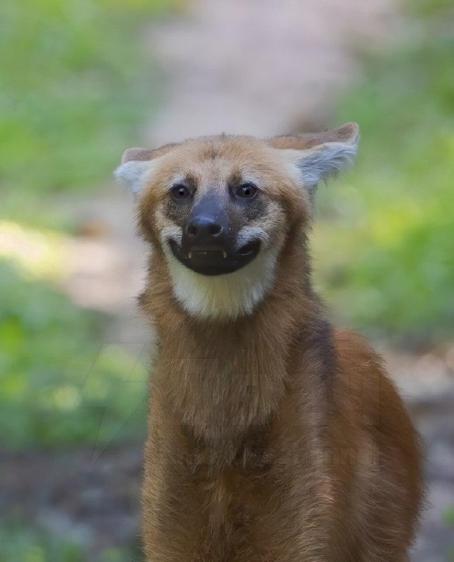 Новая звезда соцсетей — самый безобидный волк породы гуара, который обитает в Южной Америке
Это оче